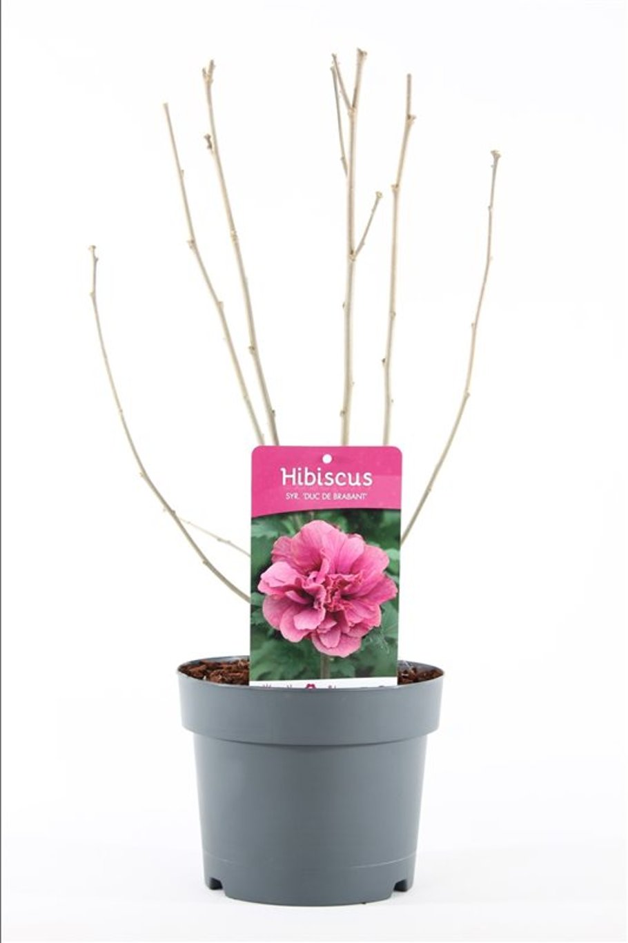 Hibiscus syr. 'Duc de Brabant' - C3